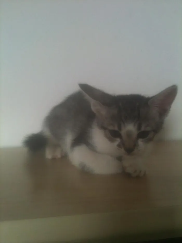 Gato ra a srd idade Abaixo de 2 meses nome Adote