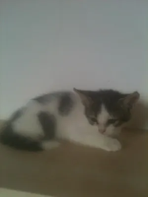 Gato raça SRD idade Abaixo de 2 meses nome Adote