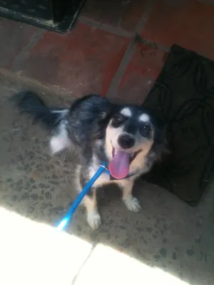 Cachorro raça SRD idade 2 a 6 meses nome Adote