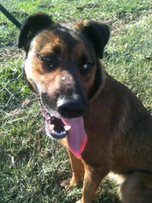 Cachorro raça Pastor  idade 2 anos nome Ayla