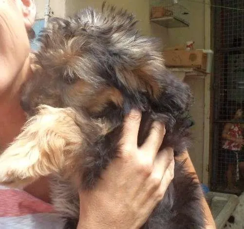 Cachorro ra a srd idade 2 a 6 meses nome Filhote 