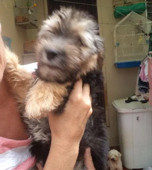 Cachorro ra a srd idade 2 a 6 meses nome Filhote 