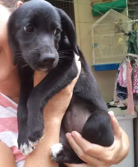 Cachorro ra a srd idade 2 a 6 meses nome Filhote 