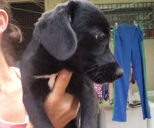 Cachorro ra a srd idade 2 a 6 meses nome Filhote 