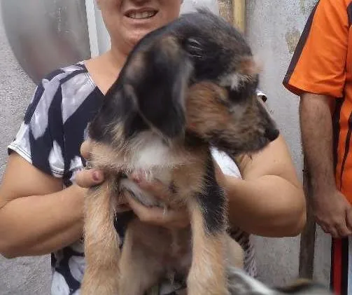 Cachorro ra a srd idade 2 a 6 meses nome Filhote 