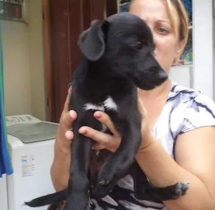 Cachorro ra a srd idade 2 a 6 meses nome Filhote 