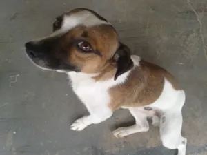 Cachorro raça Não definida idade 2 anos nome Serginho