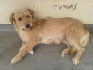 Cachorro raça Não definida idade 4 anos nome Nina