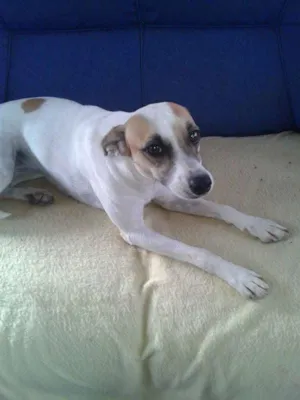 Cachorro raça Não Definida idade 2 anos nome Jujuba
