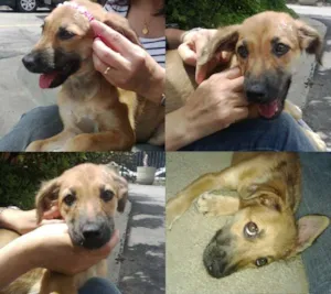 Cachorro raça SRD idade 2 a 6 meses nome Belinha