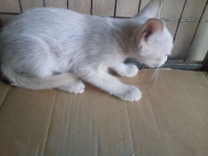Gato ra a  idade Abaixo de 2 meses nome SEM NOME