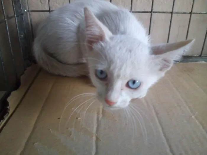 Gato ra a  idade Abaixo de 2 meses nome SEM NOME