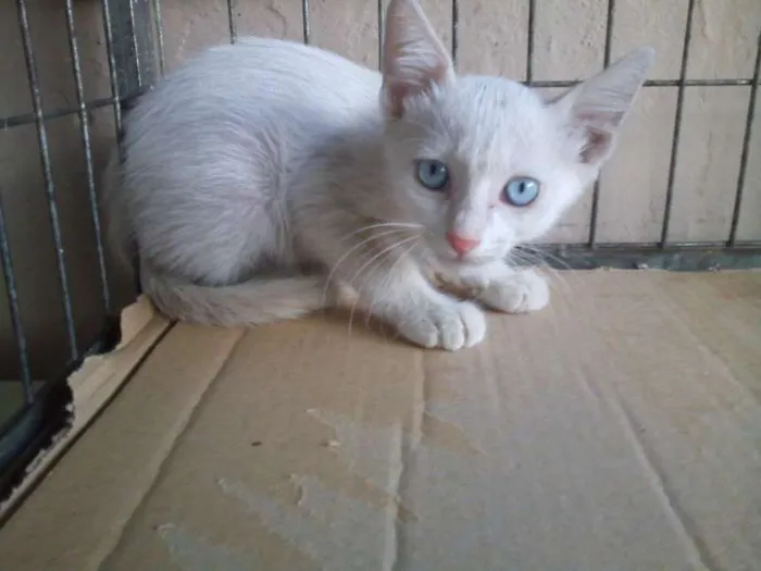 Gato ra a  idade Abaixo de 2 meses nome SEM NOME