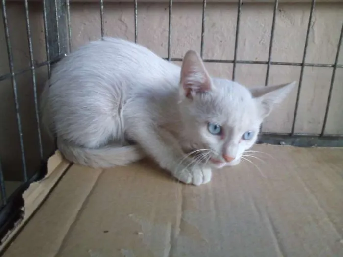Gato ra a  idade Abaixo de 2 meses nome SEM NOME