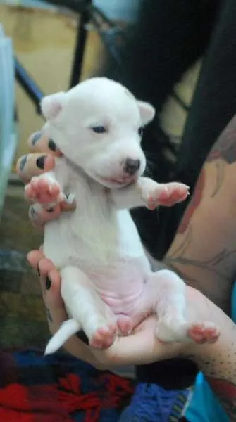 Cachorro ra a  idade Abaixo de 2 meses nome Filhotinha branca