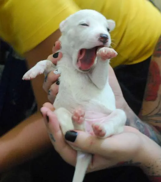 Cachorro ra a  idade Abaixo de 2 meses nome Filhotinha branca