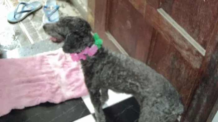 Cachorro ra a puldo idade 6 ou mais anos nome mellody