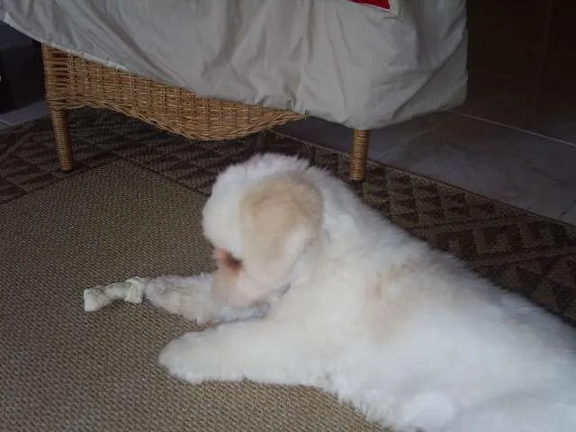 Cachorro ra a Lhasa Apso idade 4 anos nome Piter