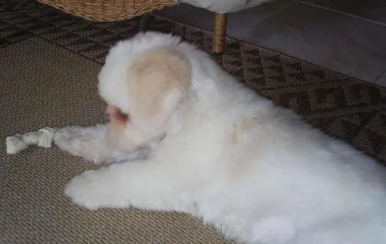 Cachorro ra a Lhasa Apso idade 4 anos nome Piter