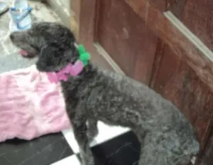 Cachorro raça puldo idade 6 ou mais anos nome mellody