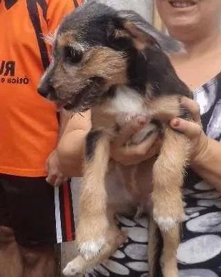 Cachorro ra a srd idade 2 a 6 meses nome Filhote 