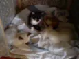 filhotes gato