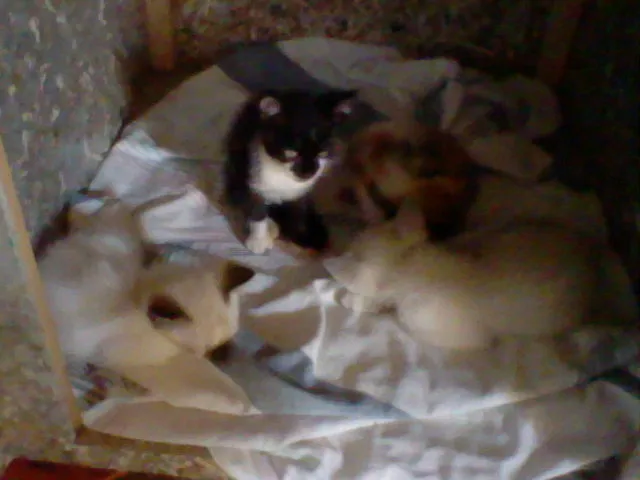 Gato ra a  idade 2 a 6 meses nome filhotes gato