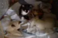 filhotes gato