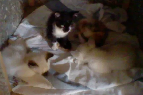 Gato ra a  idade 2 a 6 meses nome filhotes gato