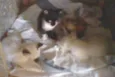 filhotes gato
