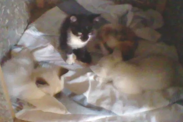 Gato ra a  idade 2 a 6 meses nome filhotes gato