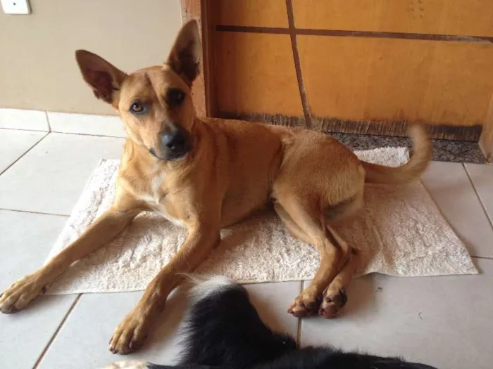 Cachorro ra a RND idade 1 ano nome Tobe