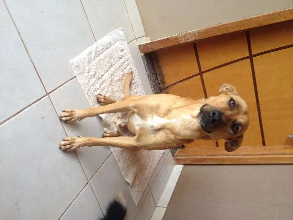 Cachorro ra a RND idade 1 ano nome Tobe