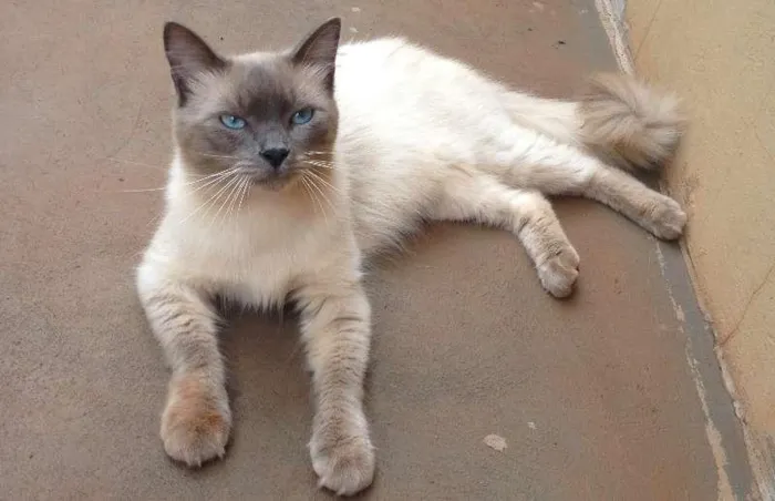 Gato ra a Siamês idade 7 a 11 meses nome Judá