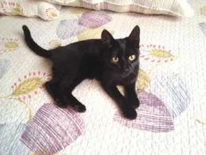 Gato raça RND idade 2 a 6 meses nome Neguinha