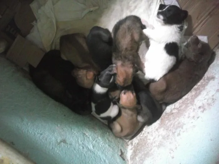 Cachorro ra a vira lata idade Abaixo de 2 meses nome nao tem