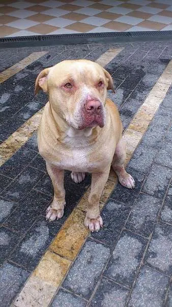 Cachorro ra a Pit-Bull idade 2 anos nome THOR