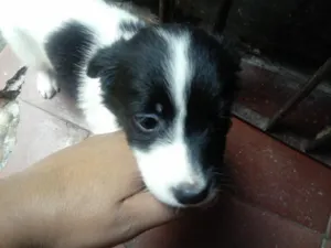 Cachorro raça  idade Abaixo de 2 meses nome nao tem