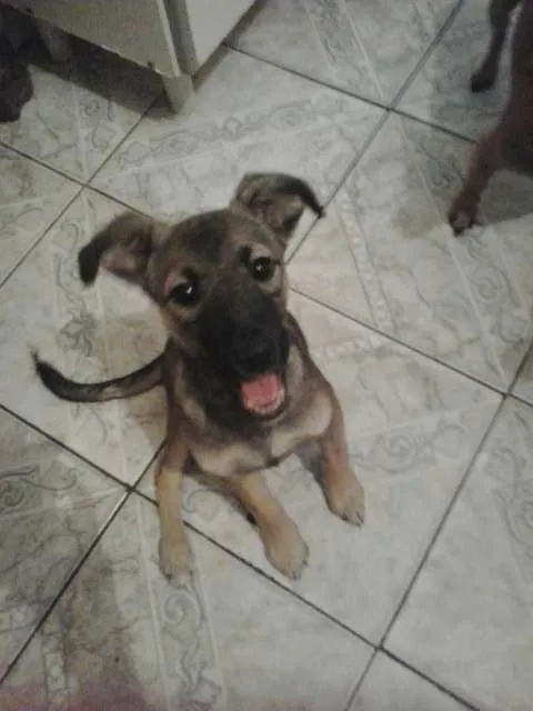 Cachorro ra a vira lata idade Abaixo de 2 meses nome Princesa