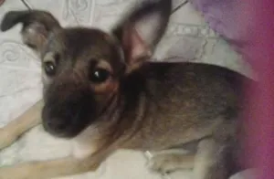Cachorro raça vira lata idade Abaixo de 2 meses nome Princesa