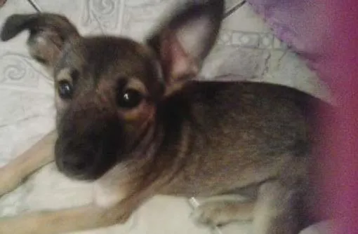 Cachorro ra a vira lata idade Abaixo de 2 meses nome Princesa