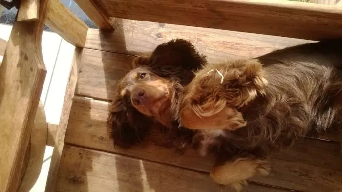 Cachorro ra a cocker idade 3 anos nome luke