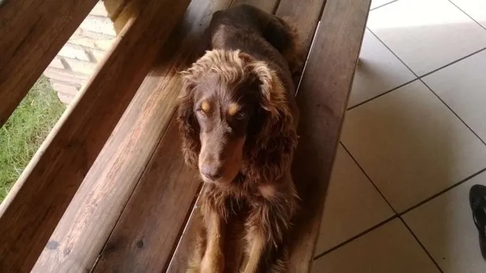 Cachorro ra a cocker idade 3 anos nome luke