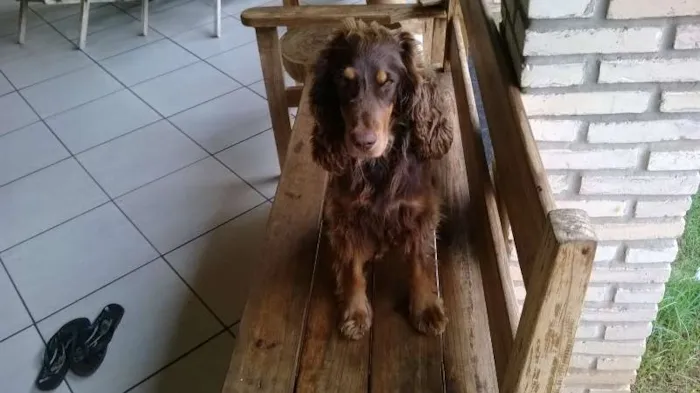 Cachorro ra a cocker idade 3 anos nome luke