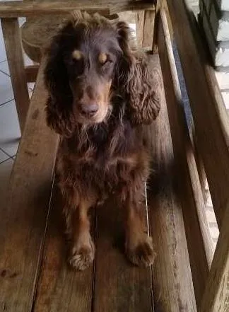 Cachorro ra a cocker idade 3 anos nome luke