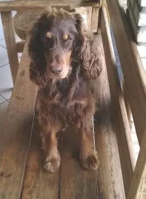 Cachorro raça cocker idade 3 anos nome luke