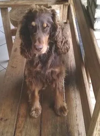 Cachorro ra a cocker idade 3 anos nome luke