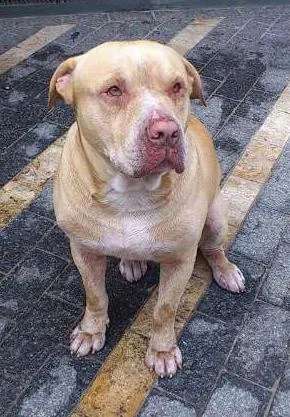 Cachorro ra a Pit-Bull idade 2 anos nome THOR