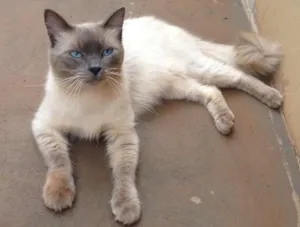 Gato raça Siamês idade 7 a 11 meses nome Judá