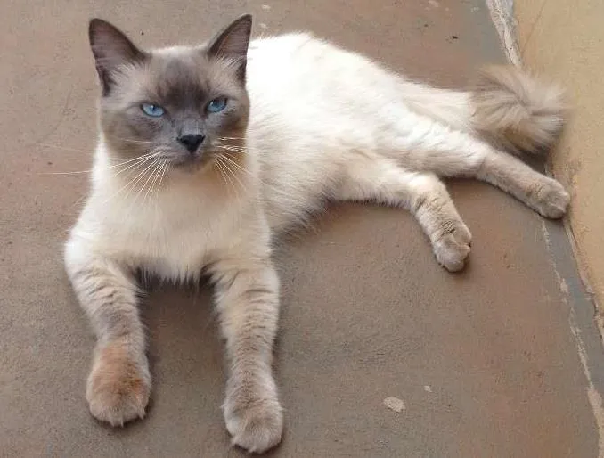 Gato ra a Siamês idade 7 a 11 meses nome Judá